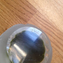 Caithness limited edition 'Seabase' paperweight