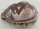 Engraved Cowrie Shell with Insignia of the Royal Electrical & Mechanical Engineers.