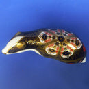 Royal Crown Derby Paperweight - Old Imari Badger (Boxed)