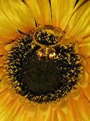 New Extremely Rare Size AAA Uruguay Citrine Ring - N/O