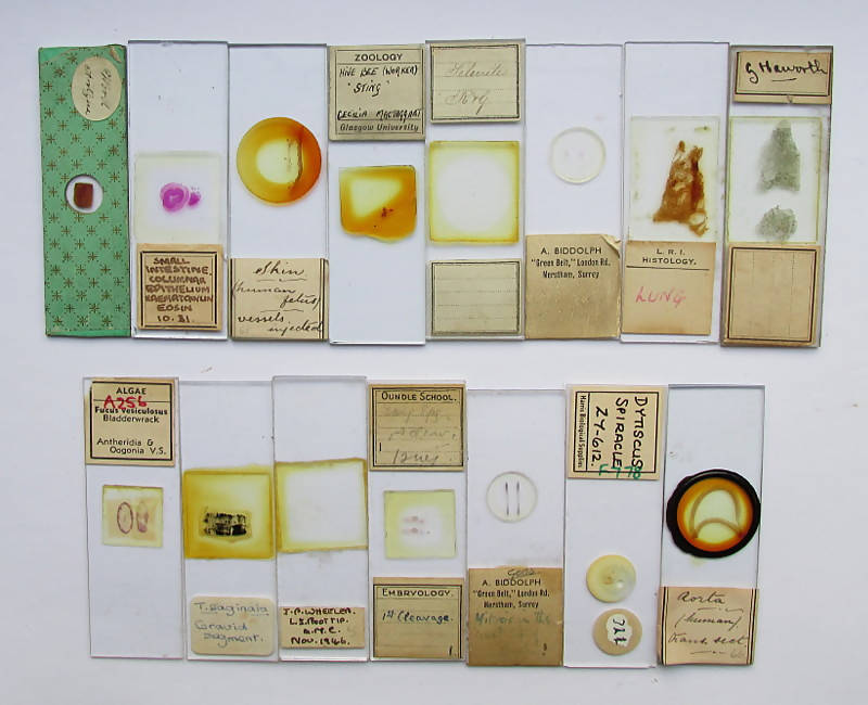 Collection Of Fifteen (15) Histological & Other Microscope Slides